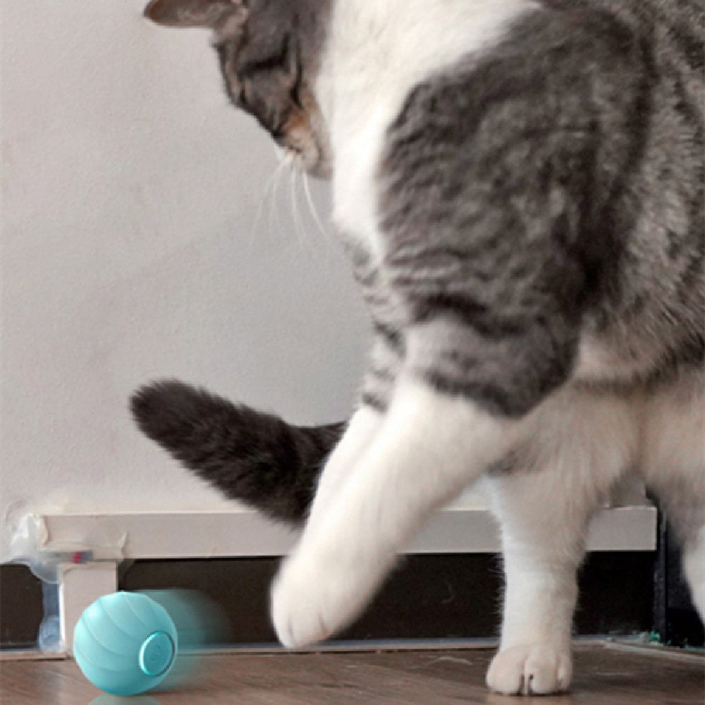 Smart Pet Products For Playing Cat Balls - clickit2shipit